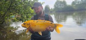 Koï Fish