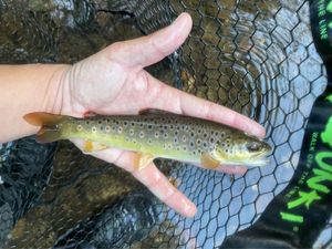 Brown Trout