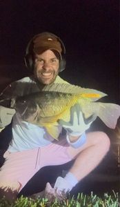 Tilapia