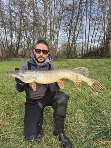 Northern Pike