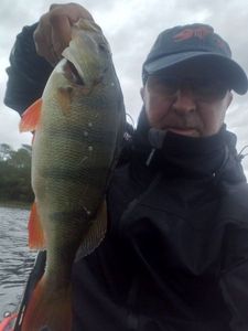 European Perch
