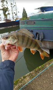 European Perch