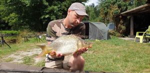 Common Carp