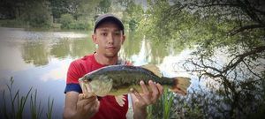 Largemouth Bass