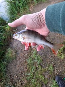 European Perch