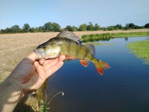 European Perch