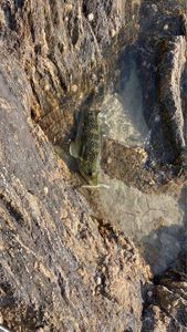 Ballan Wrasse
