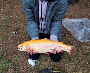 Rainbow Trout