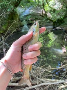 Brown Trout