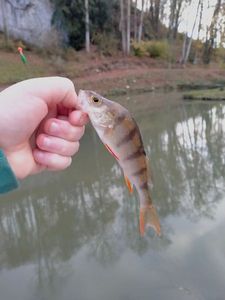 European Perch