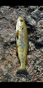 Brown Trout
