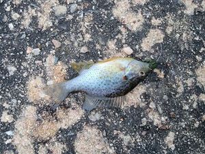 Green Sunfish
