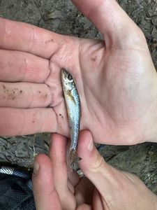 Gudgeon