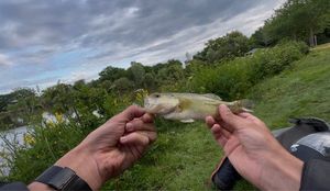 Largemouth Bass