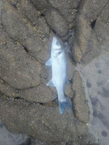 European Bass (Seabass)