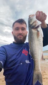 European Bass (Seabass)