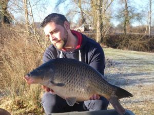 Common Carp