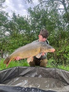 Common Carp