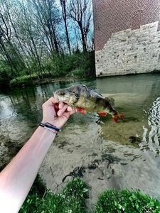 European Perch