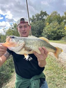 Largemouth Bass