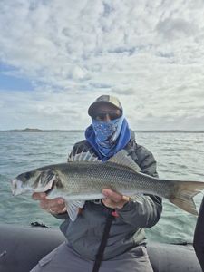 European Bass (Seabass)