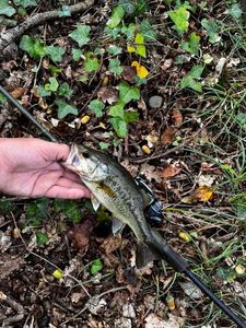 Smallmouth Bass