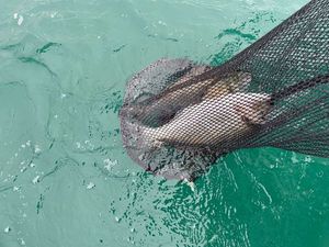 Gilthead Seabream