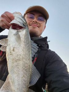 European Bass (Seabass)