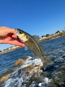 European Bass (Seabass)