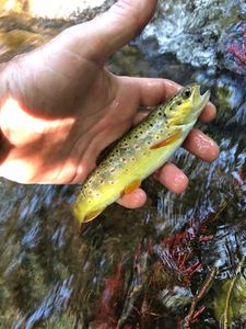 Brown Trout