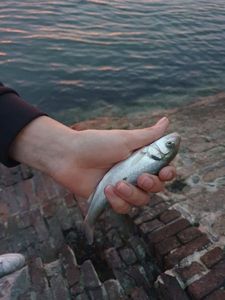 European Bass (Seabass)