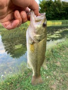 Largemouth Bass
