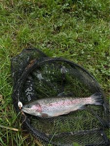 Rainbow Trout
