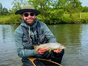 Brown Trout