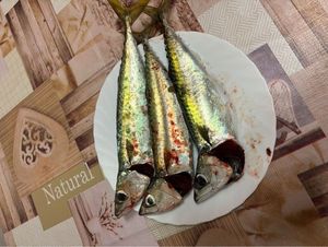 Mackerel