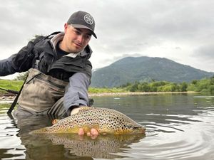 Brown Trout