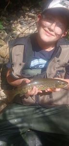 Brown Trout