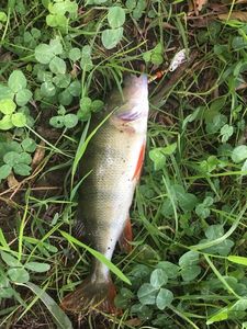European Perch