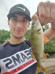 European Perch