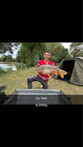 Mirror Carp