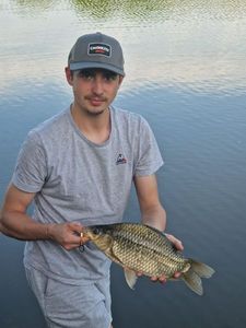 Crucian Carp