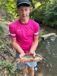 Barbel