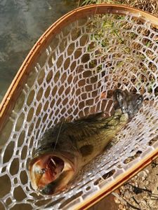 Largemouth Bass