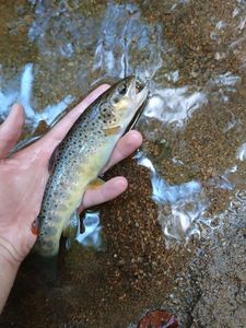 Brown Trout