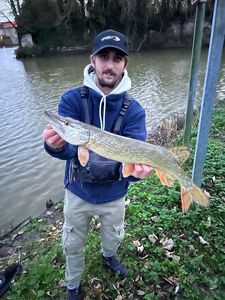 Northern Pike