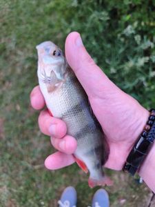 European Perch