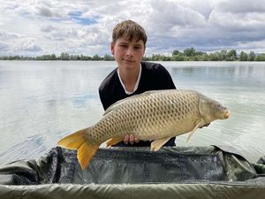 Common Carp