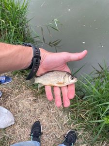 Crucian Carp