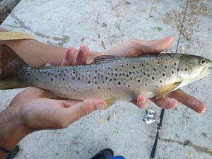 Brown Trout