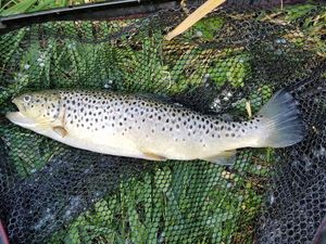 Brown Trout